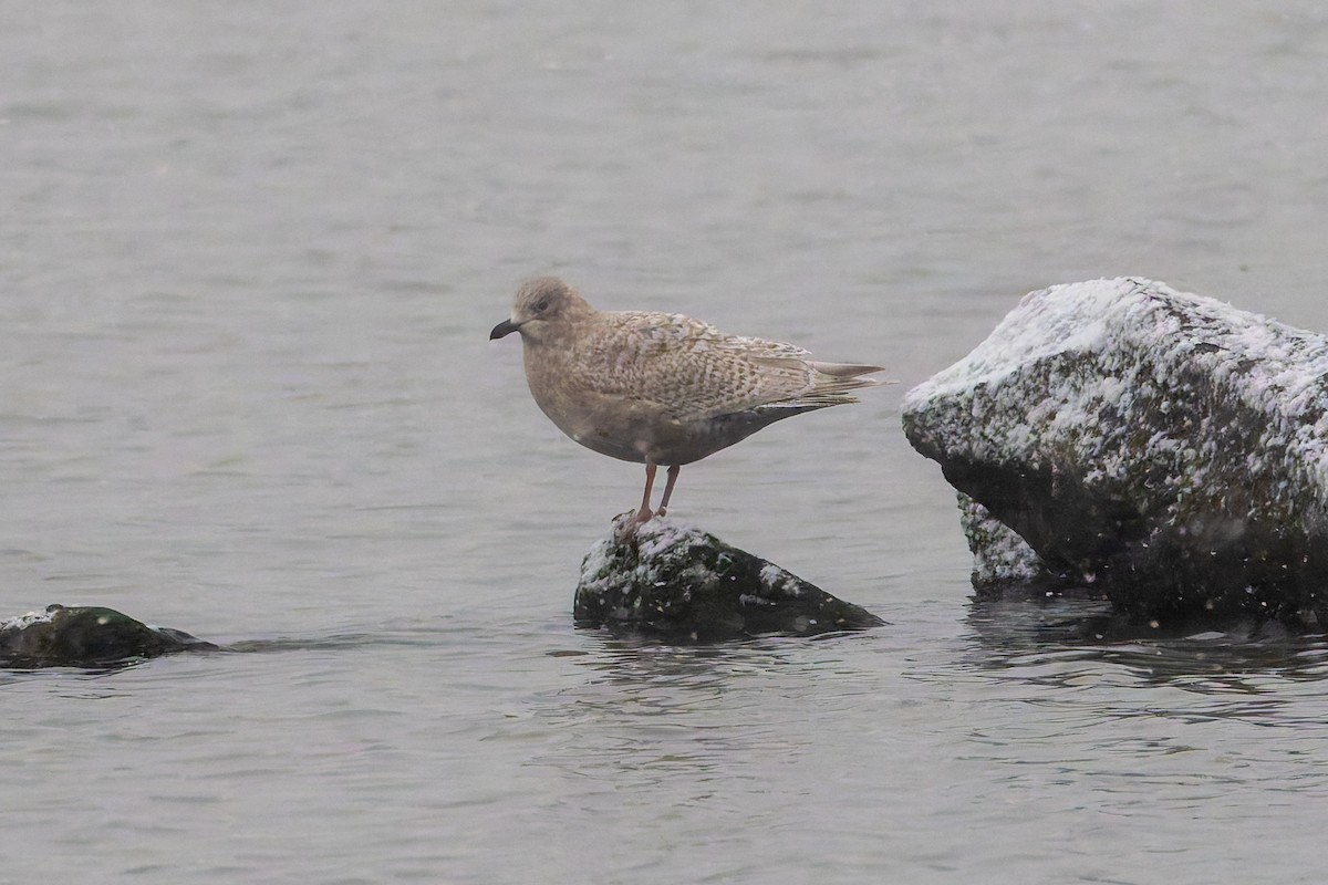 Iceland Gull (kumlieni) - ML646445670