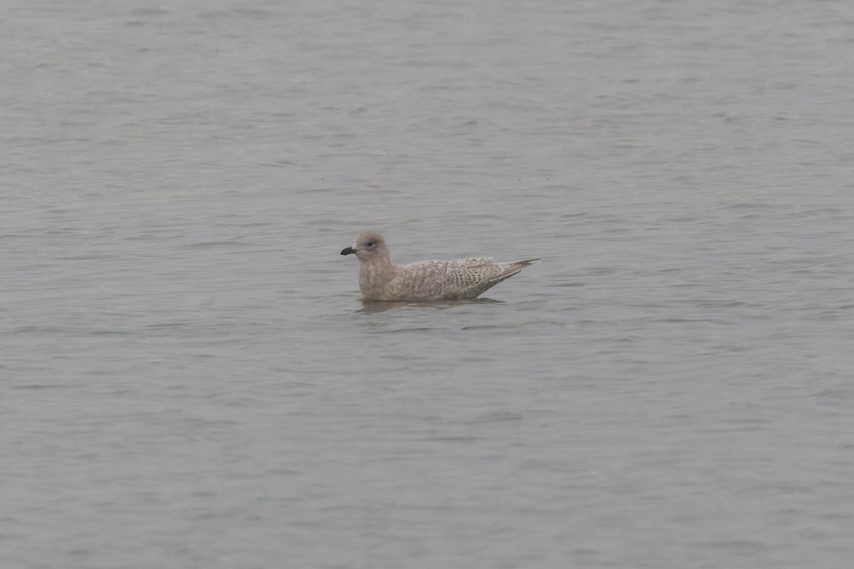 Iceland Gull (kumlieni) - ML646445671
