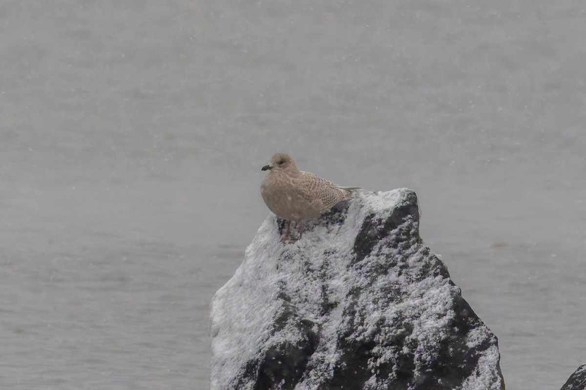 Iceland Gull (kumlieni) - ML646445672
