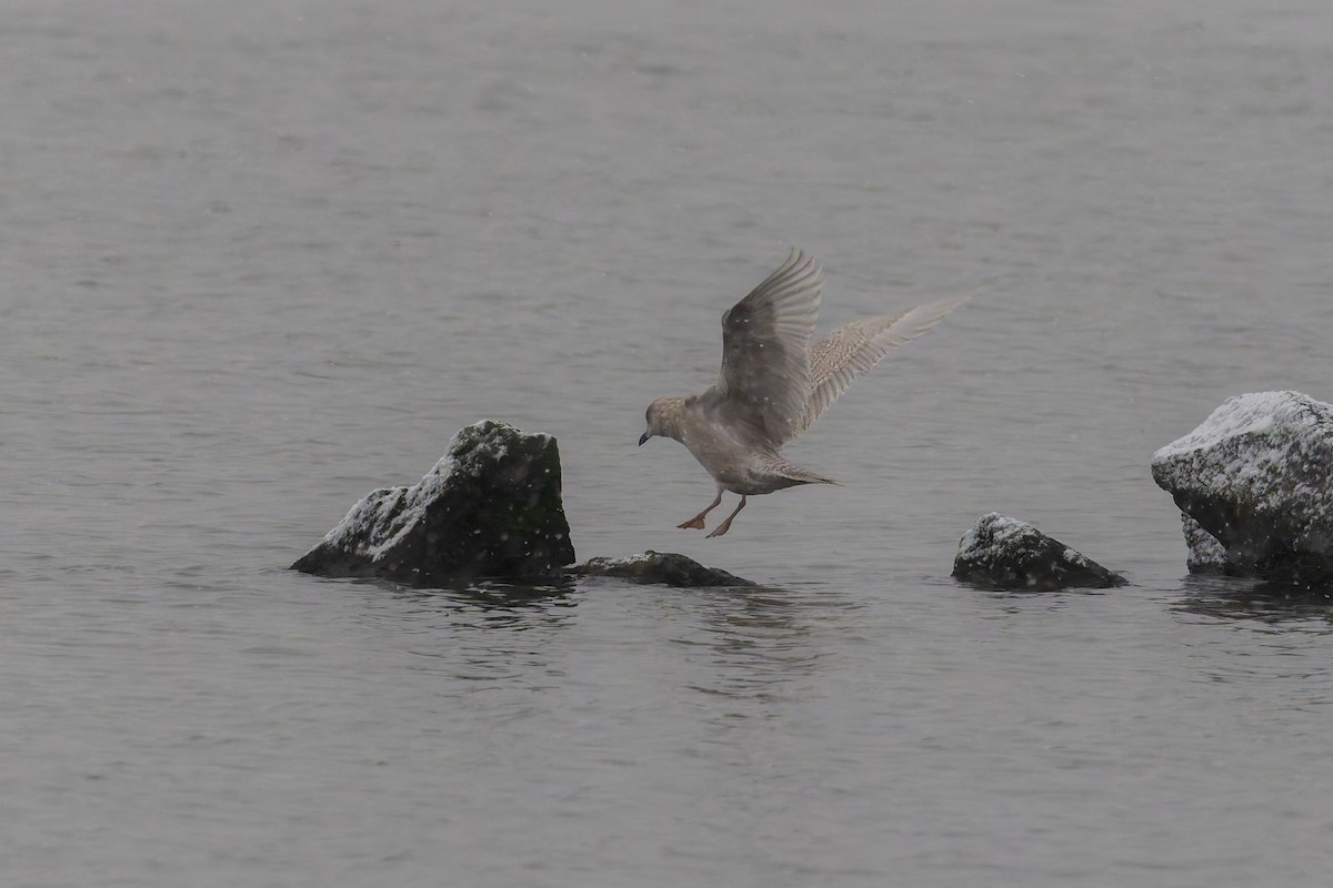 Iceland Gull (kumlieni) - ML646445673