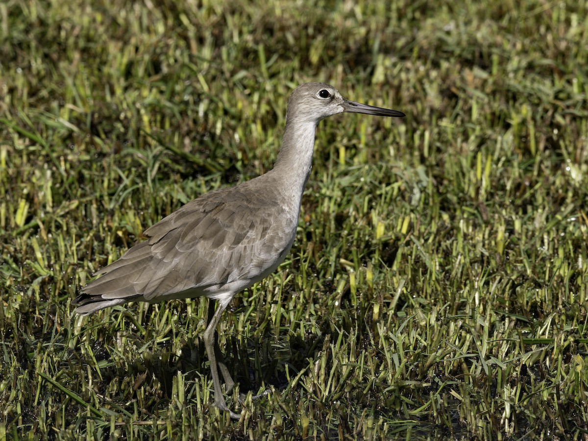 Chevalier semipalmé - ML646445675