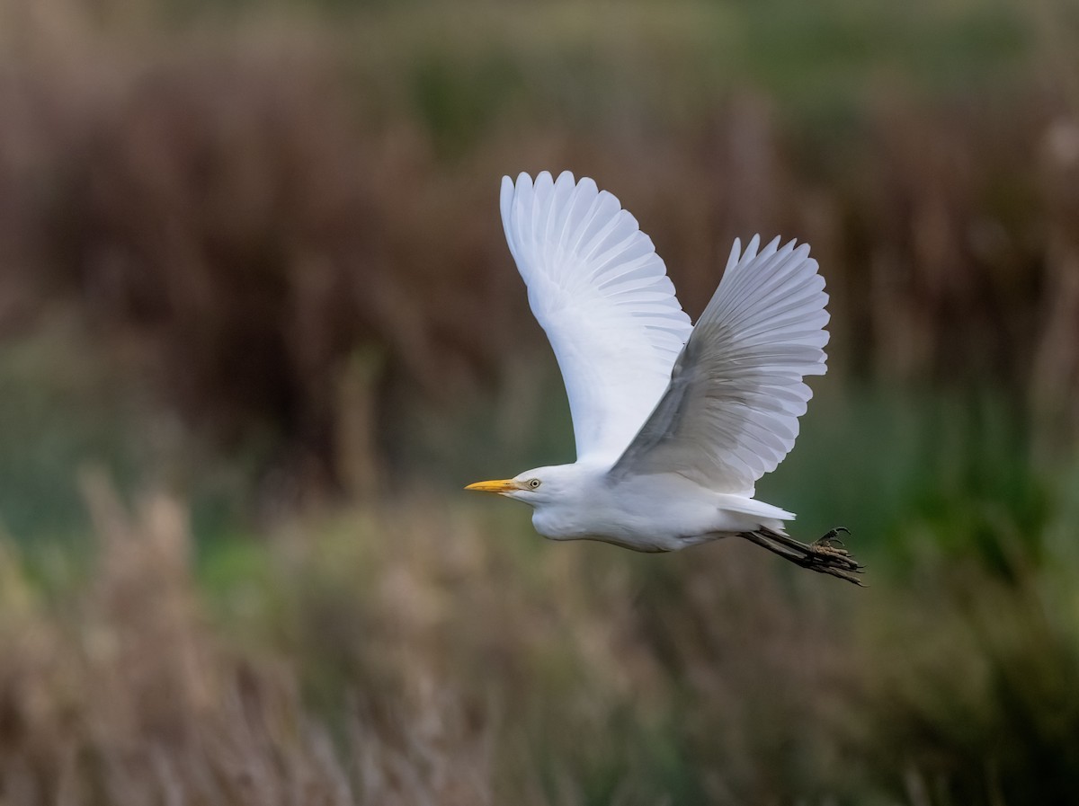 ニシアマサギ - ML646445676