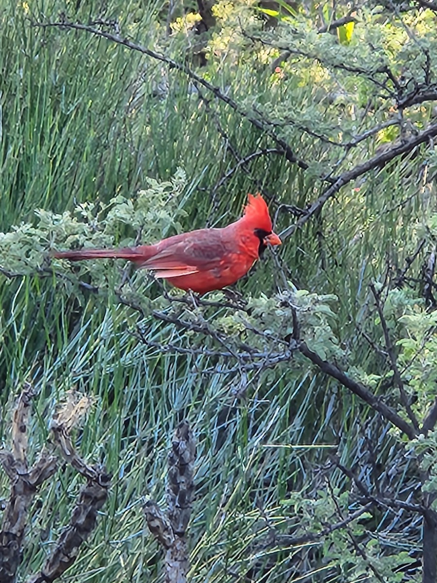 ショウジョウコウカンチョウ - ML646445677