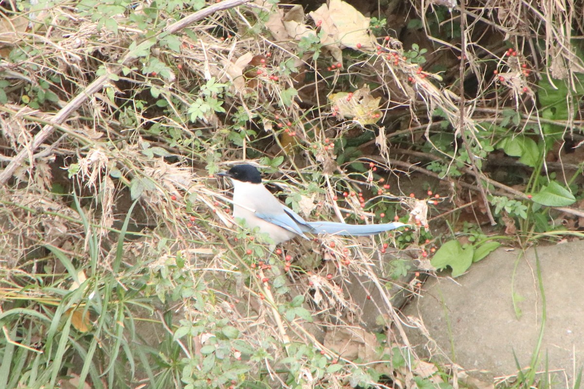 Azure-winged Magpie (Japanese) - ML646445678