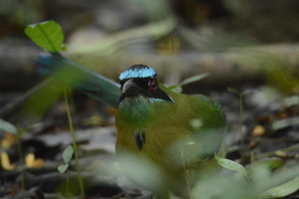 レッソンハチクイモドキ - ML646445679