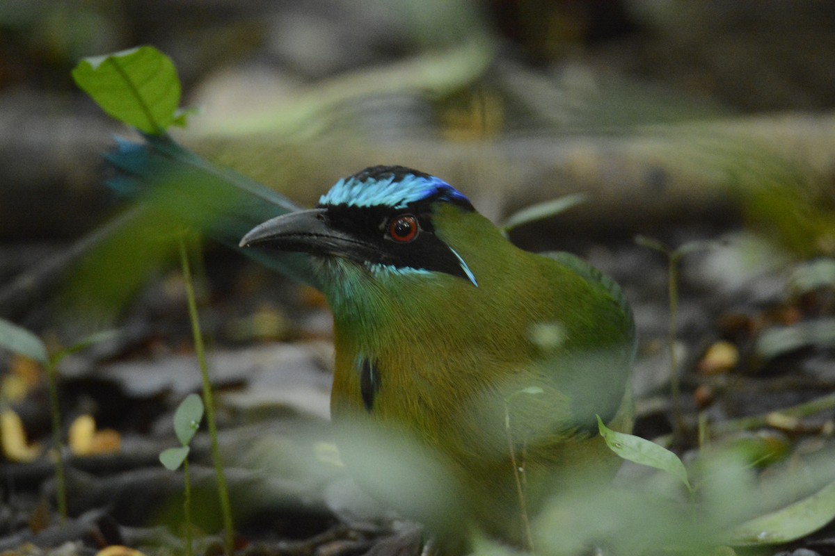 Lesson's Motmot - ML646445680