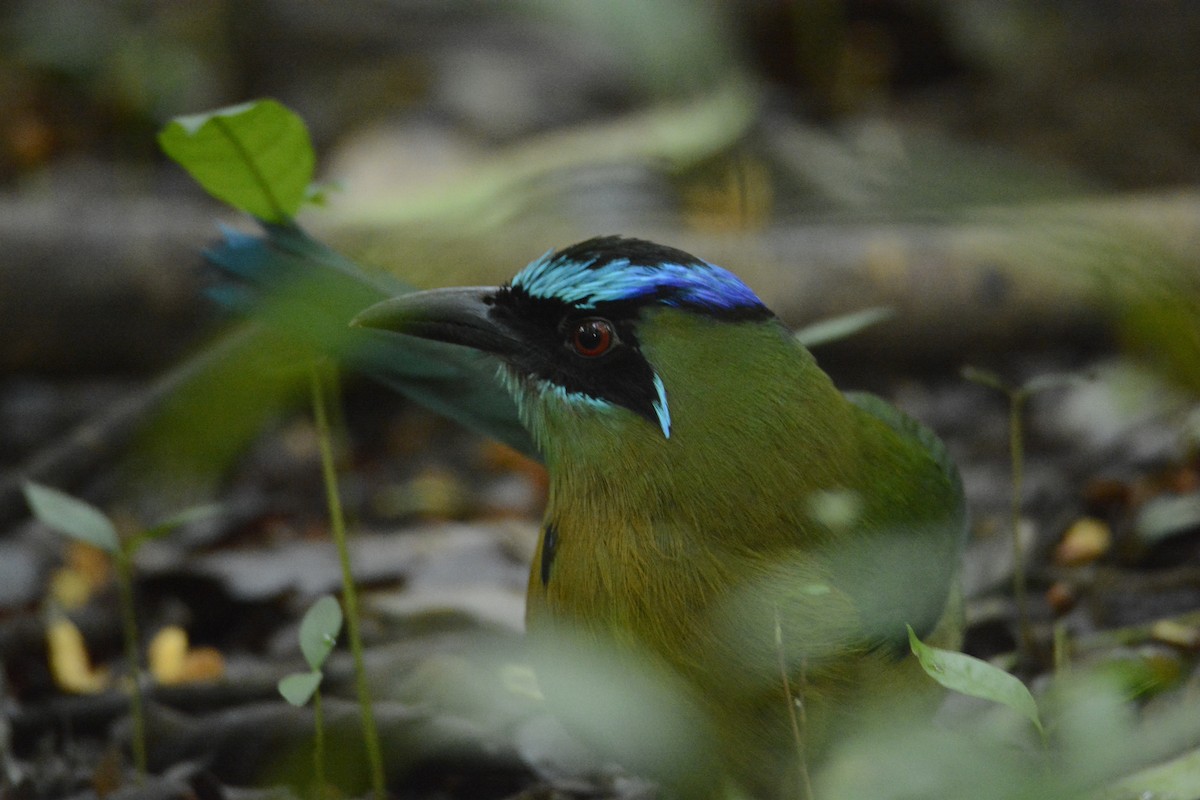 レッソンハチクイモドキ - ML646445681