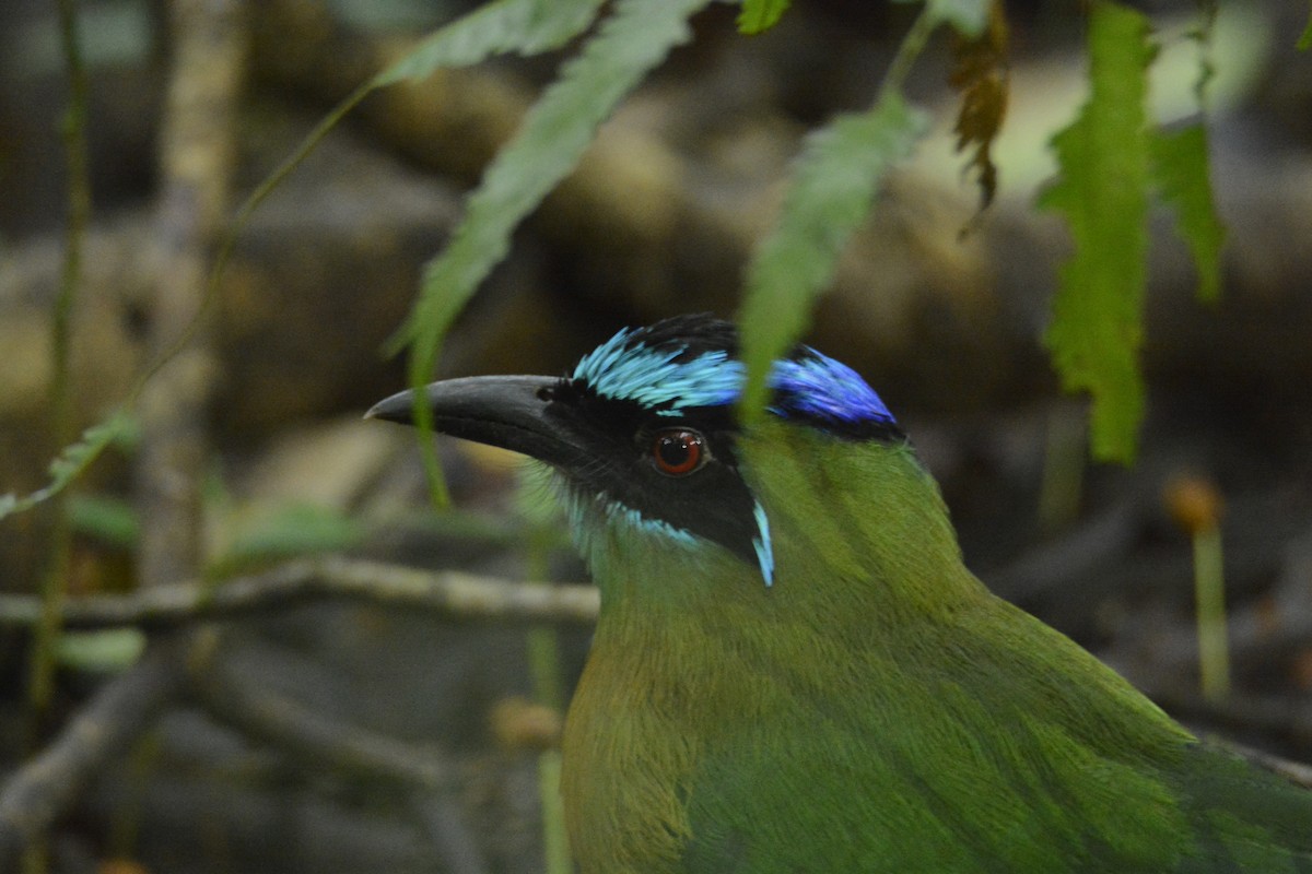 レッソンハチクイモドキ - ML646445682