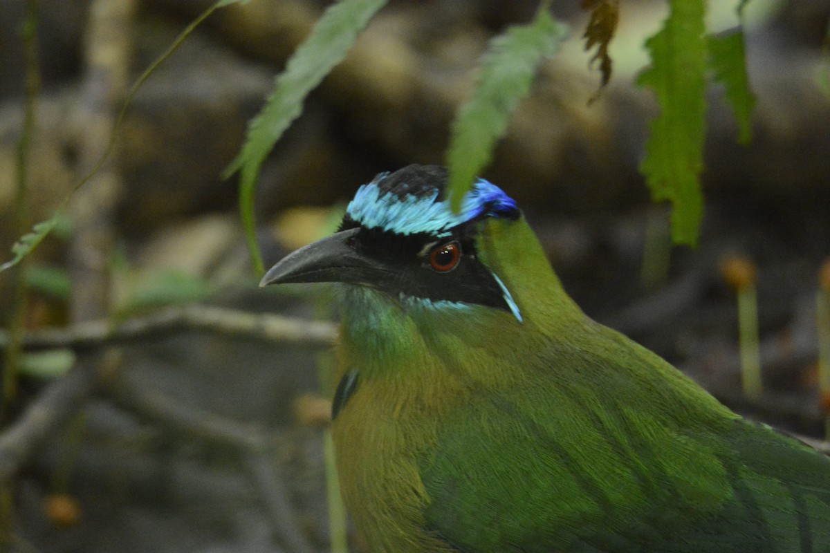 レッソンハチクイモドキ - ML646445683