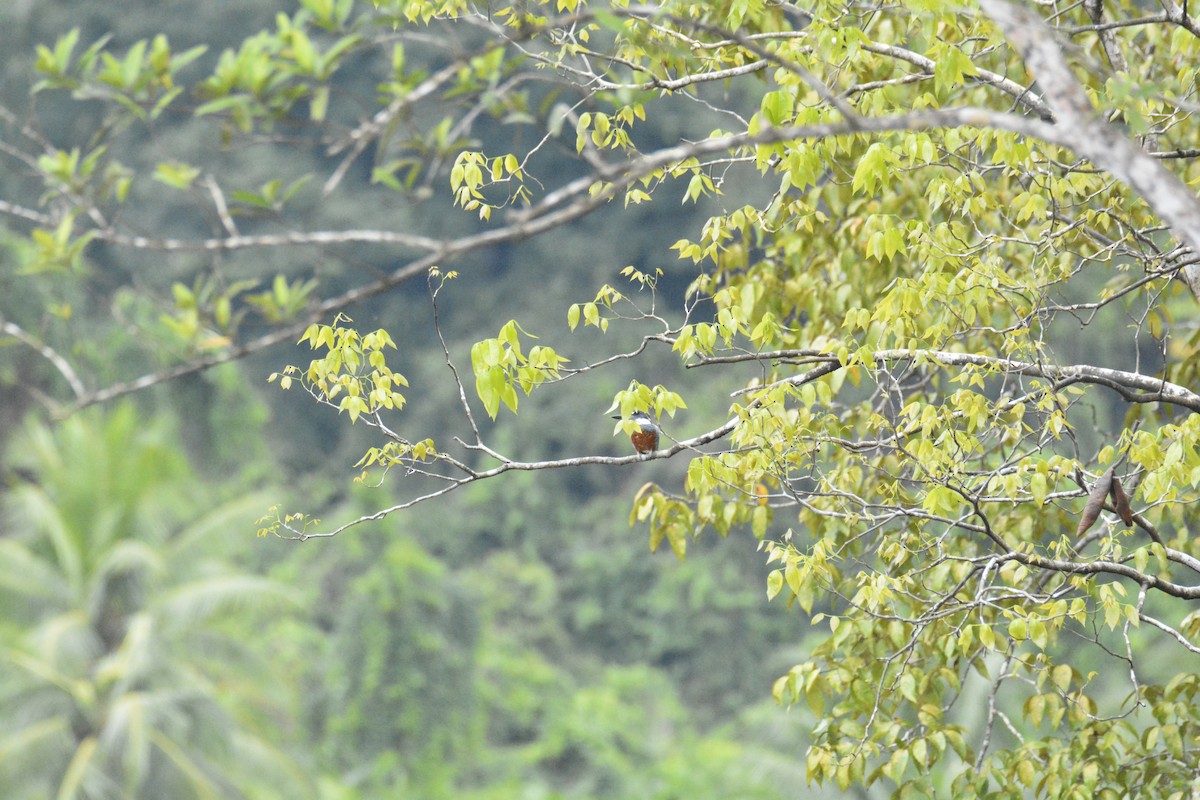 クビワヤマセミ - ML646445685