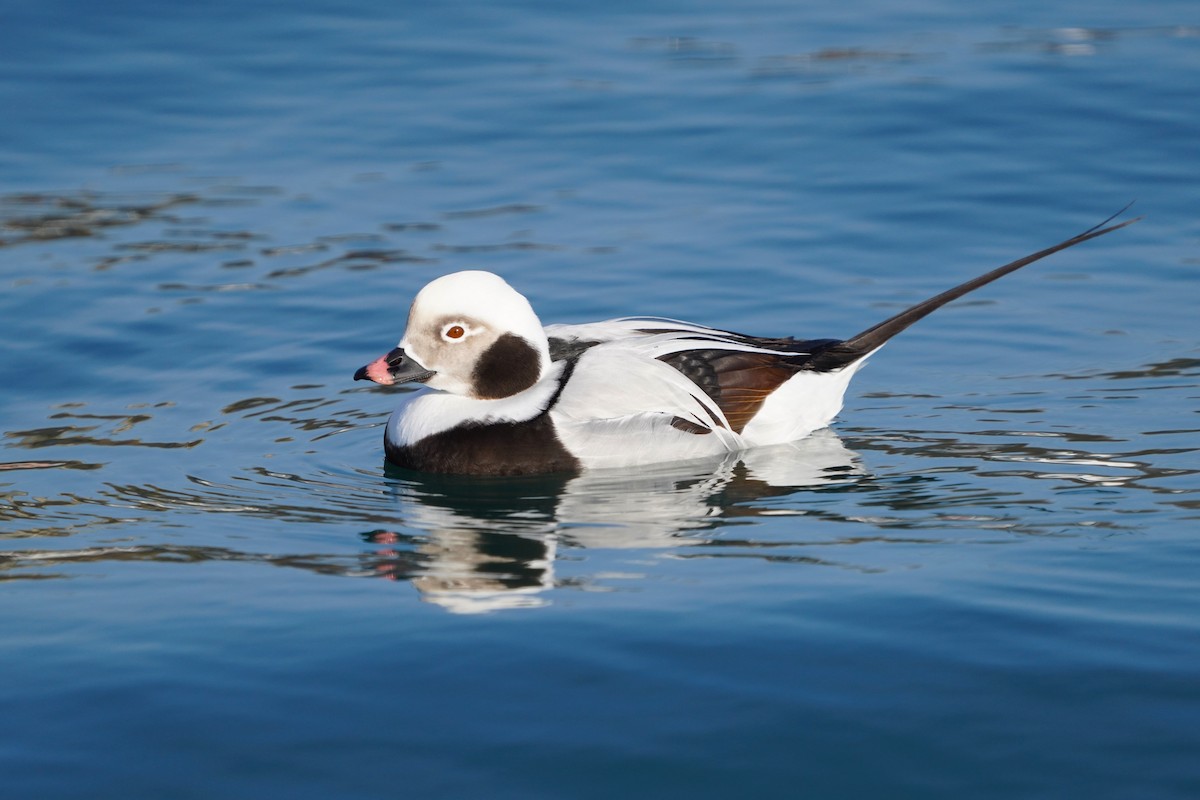Long-tailed Duck - ML646445686