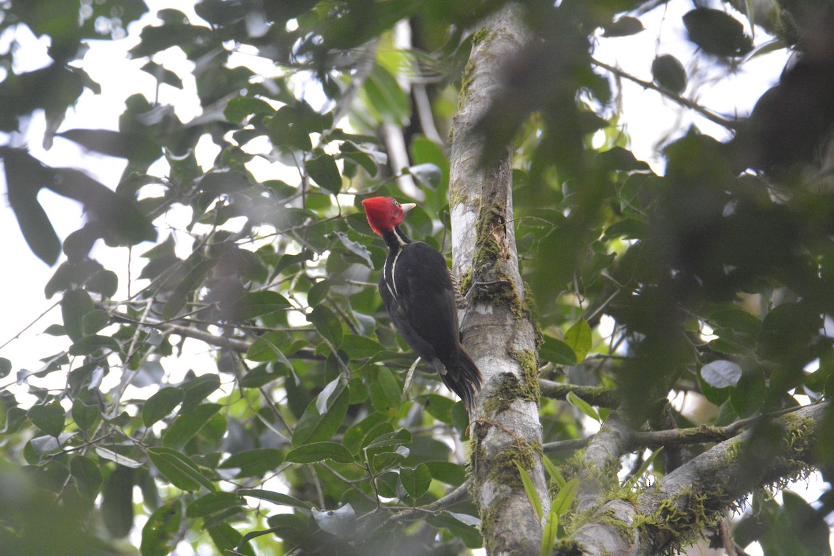 ズアカエボシゲラ - ML646445687