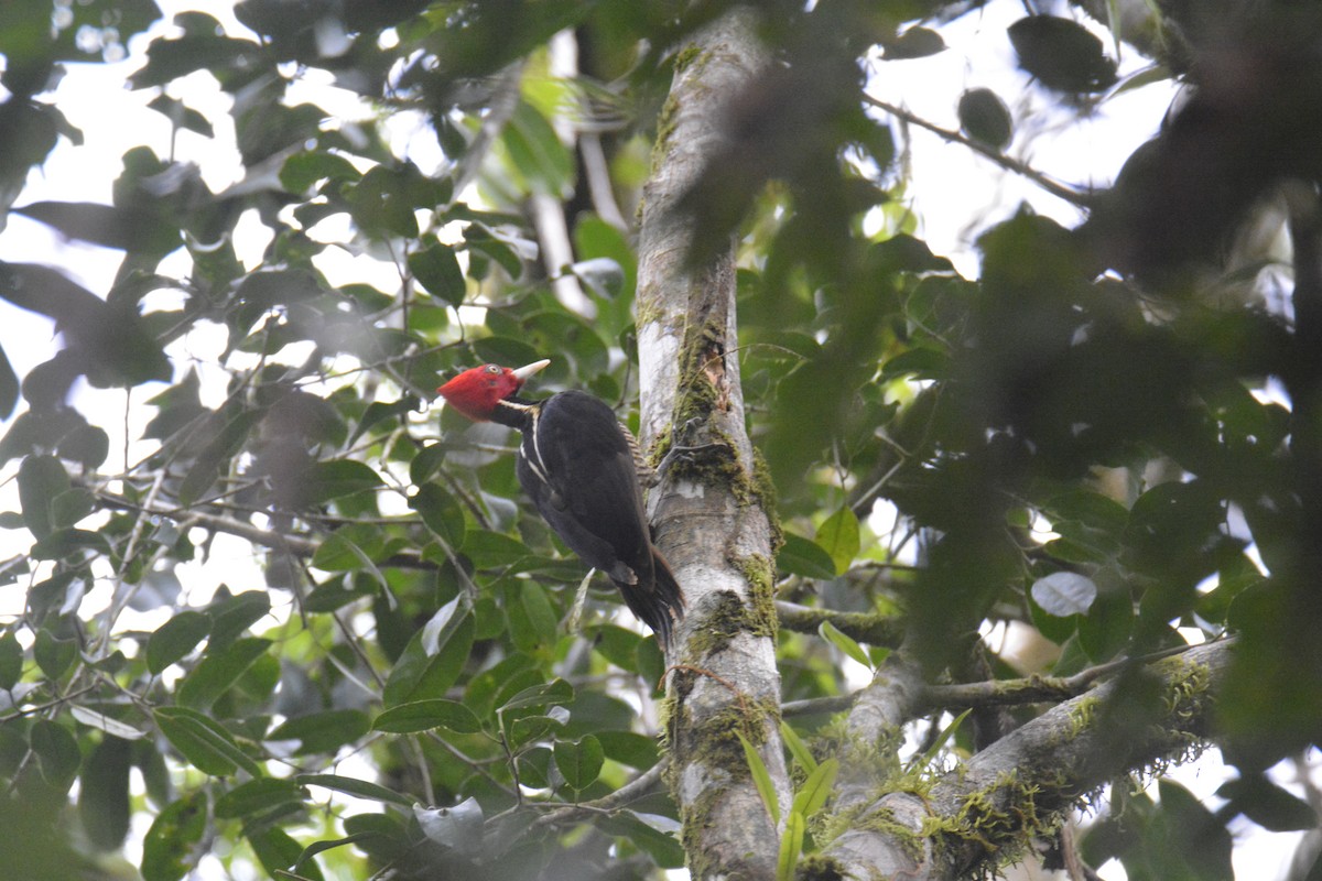 ズアカエボシゲラ - ML646445688