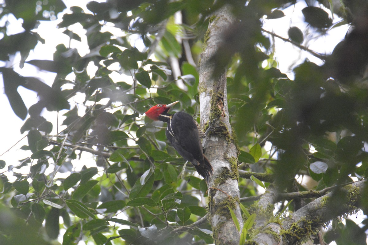 ズアカエボシゲラ - ML646445689