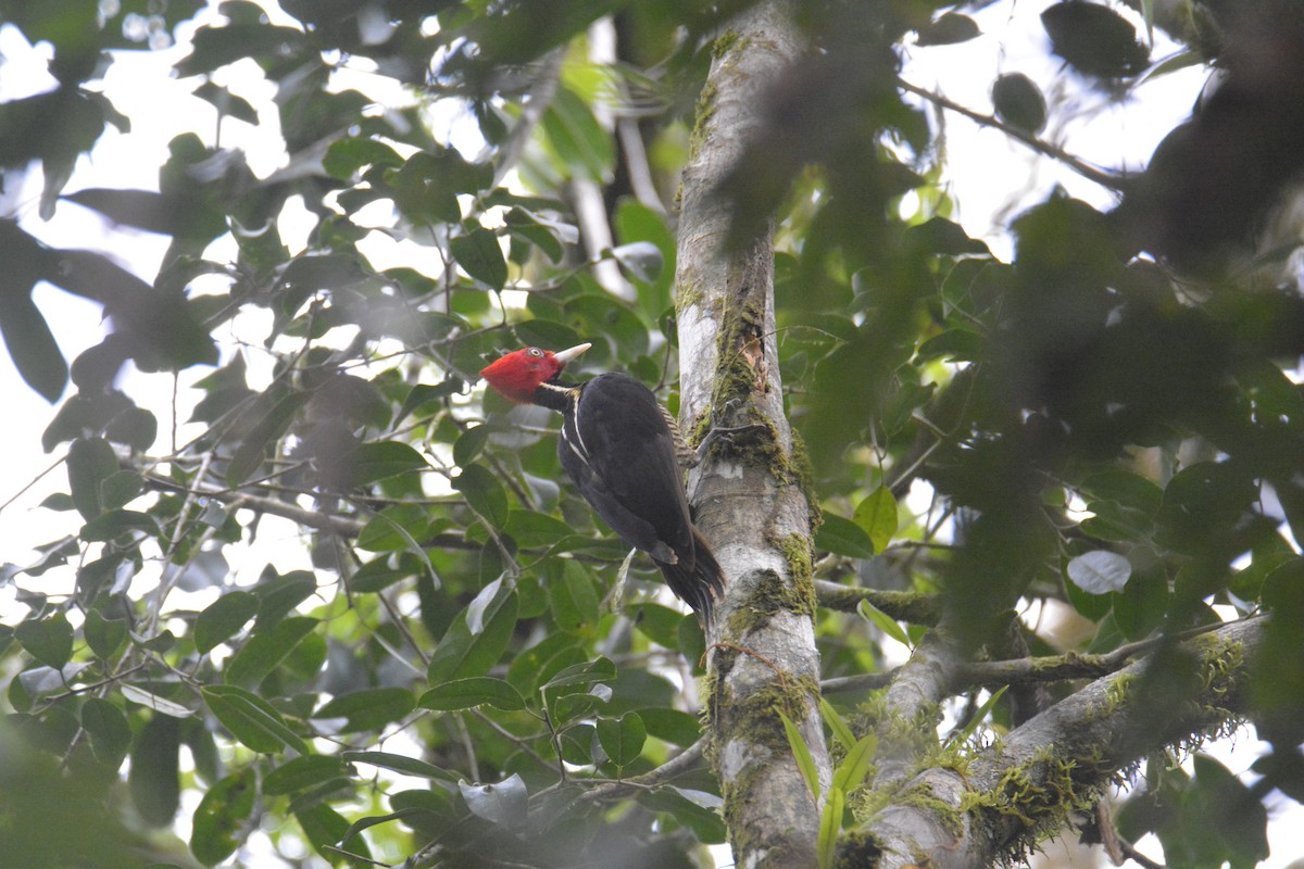 ズアカエボシゲラ - ML646445690