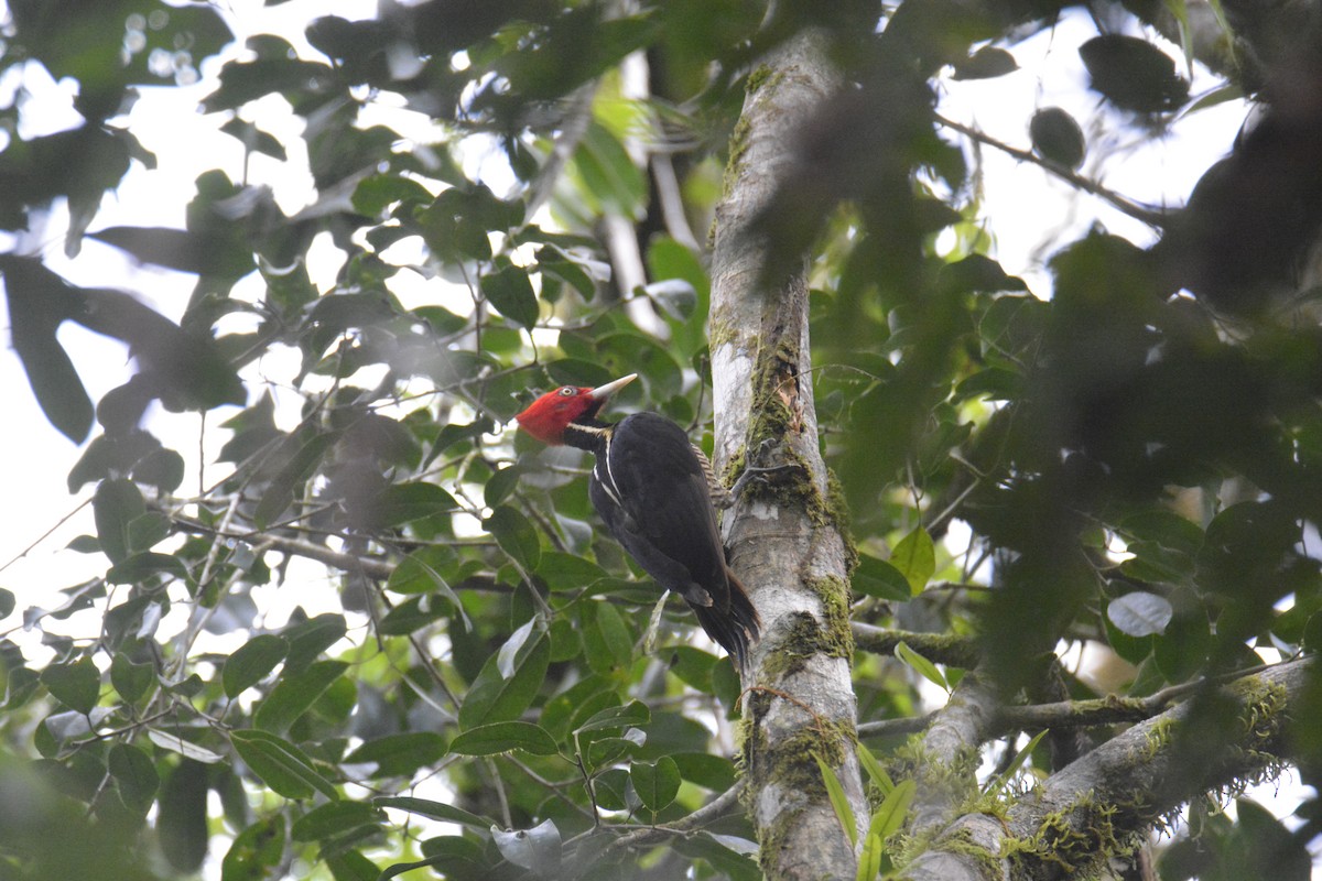 ズアカエボシゲラ - ML646445691