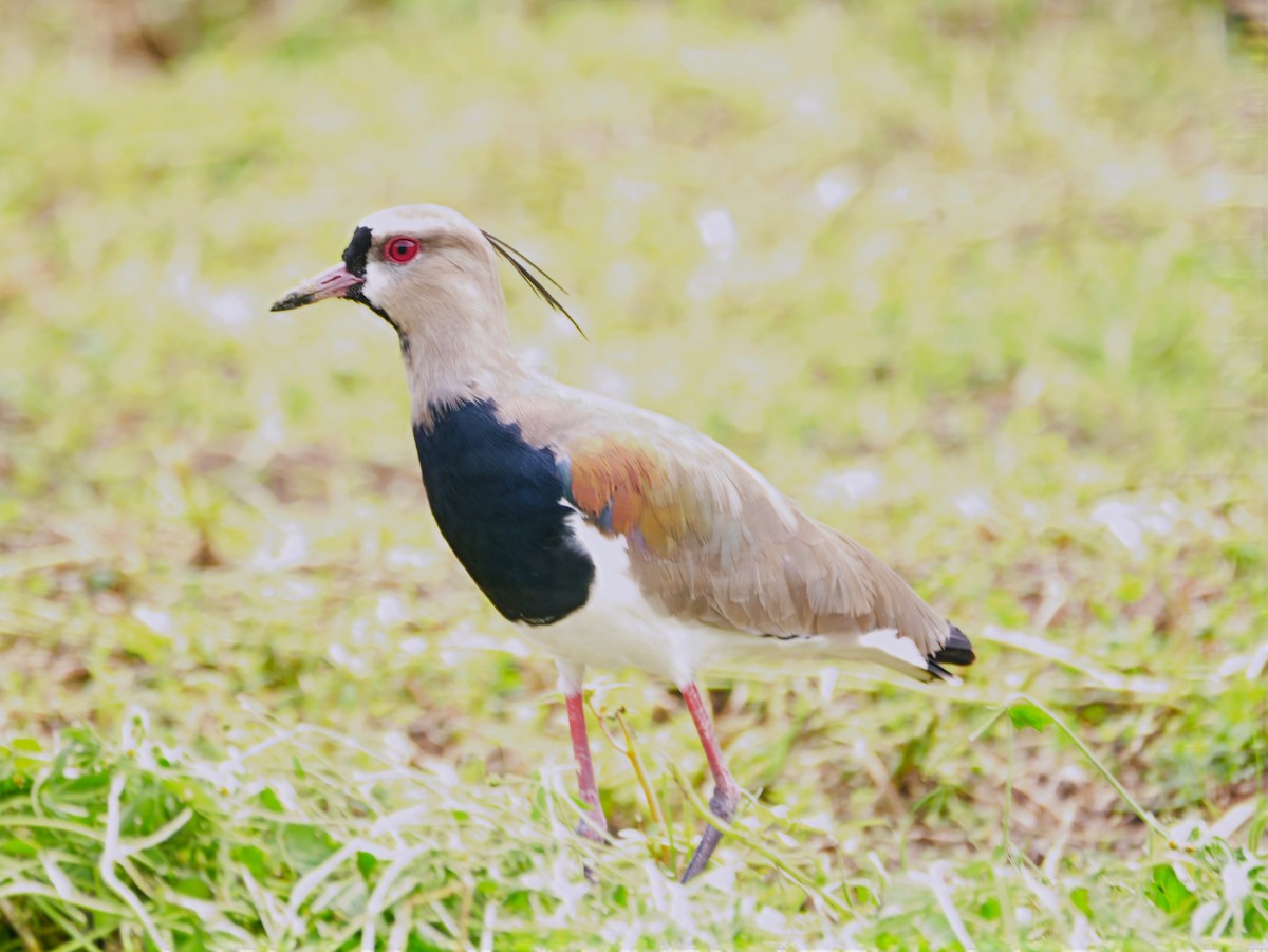 ナンベイタゲリ - ML646445694