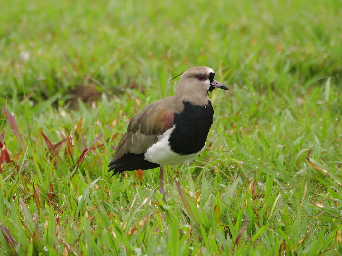 ナンベイタゲリ - ML646445697