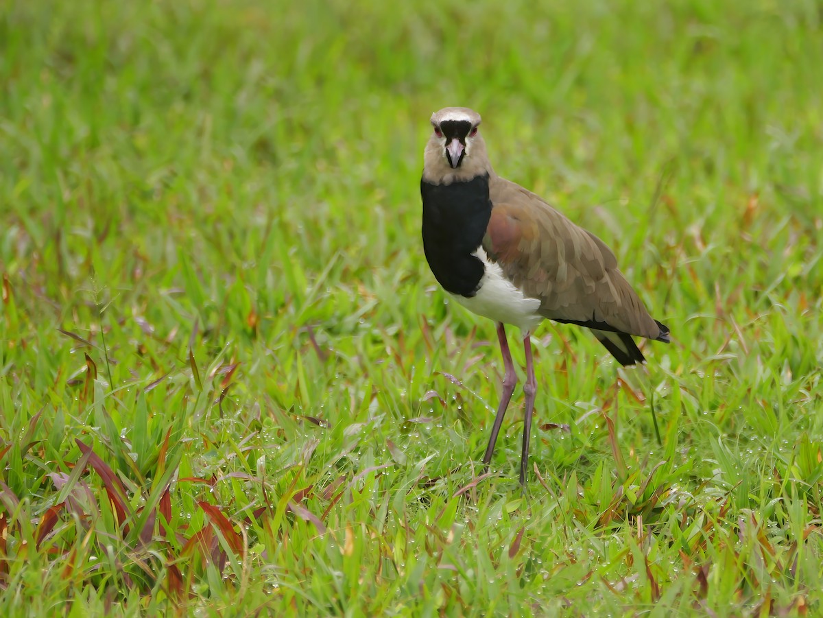 ナンベイタゲリ - ML646445698