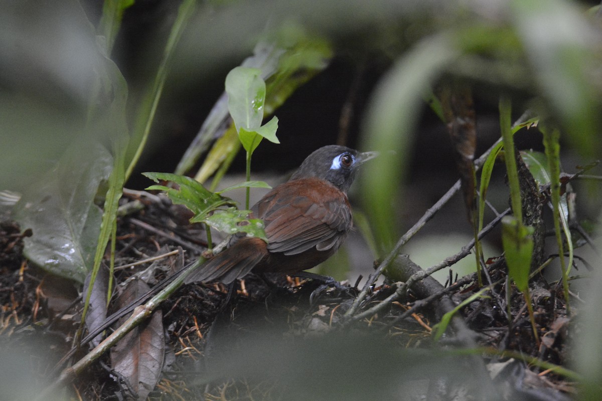 クリセアリドリ - ML646445700