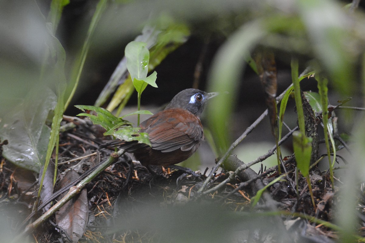 クリセアリドリ - ML646445701