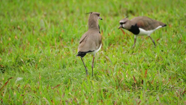 ナンベイタゲリ - ML646445702