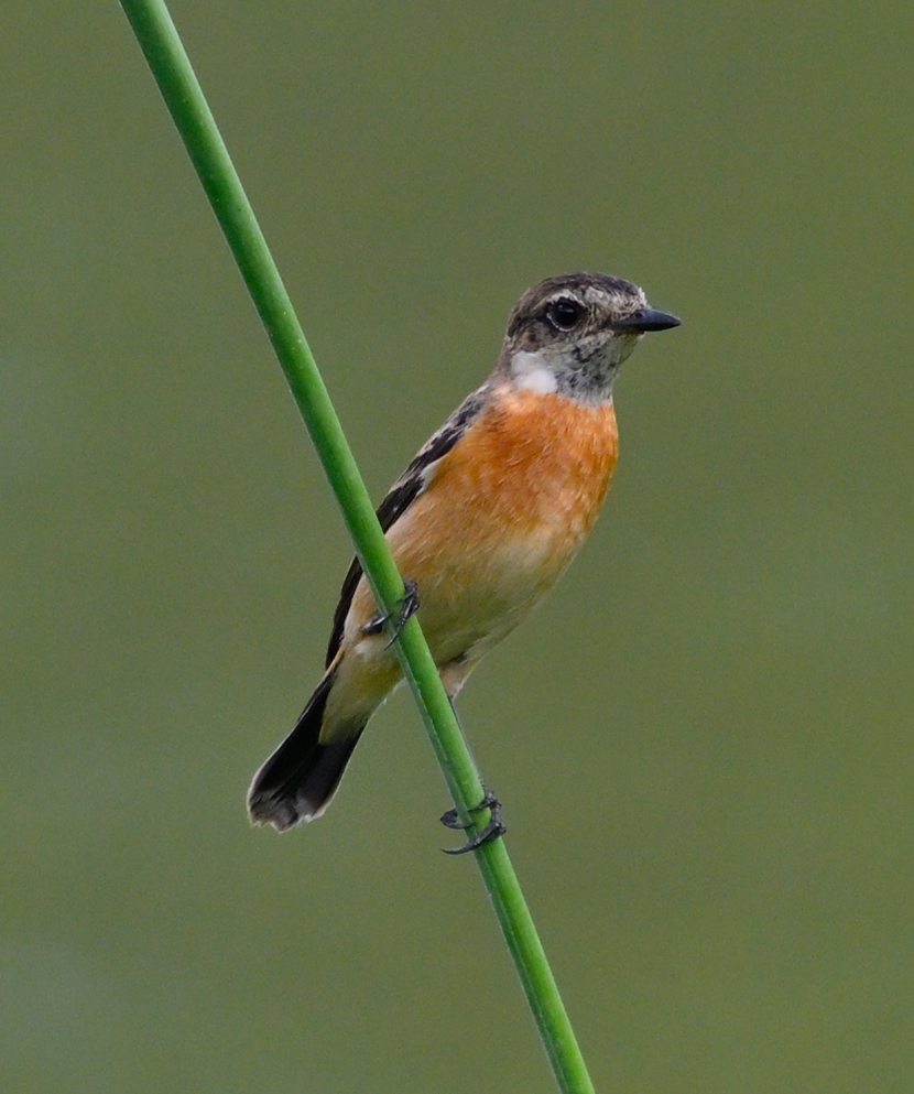 Amur Stonechat - ML646445703