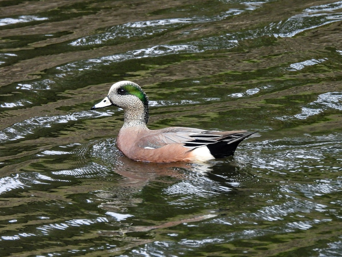 アメリカヒドリ - ML646445705