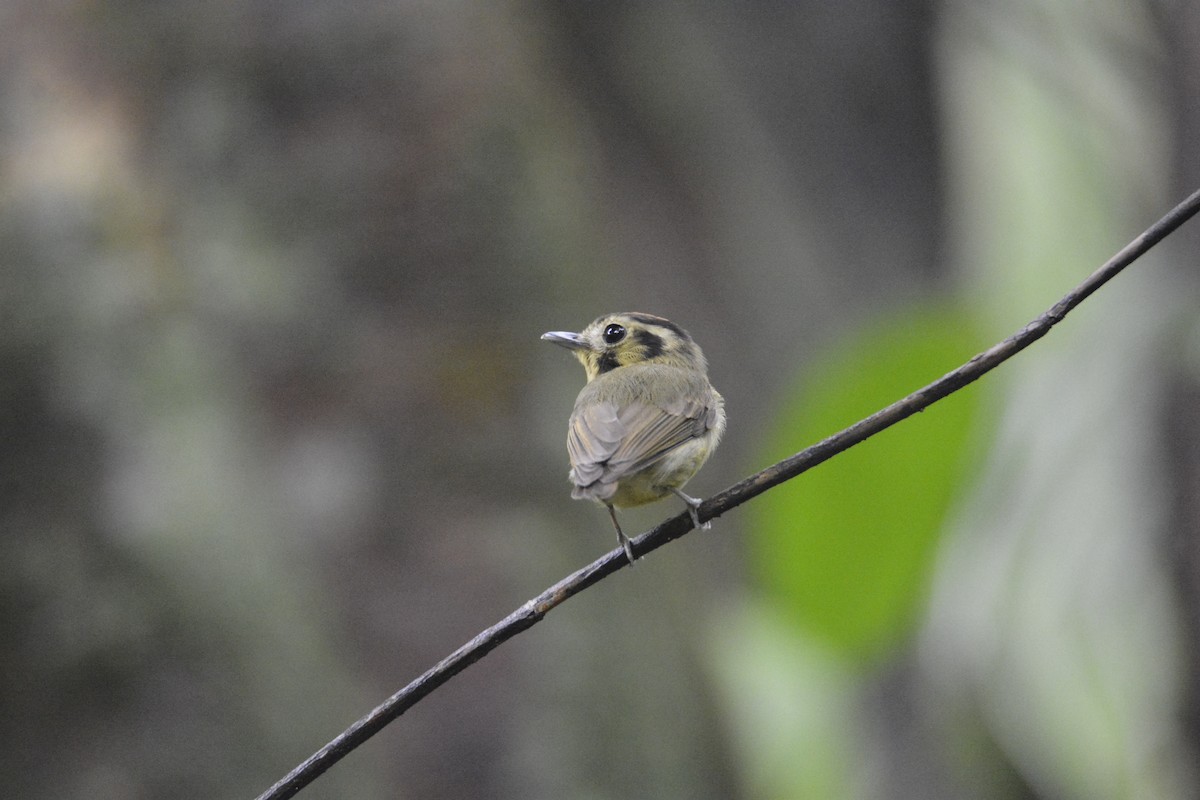 カンムリヒラハシタイランチョウ - ML646445706