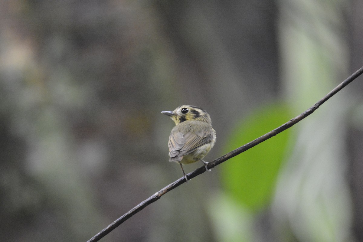 カンムリヒラハシタイランチョウ - ML646445707