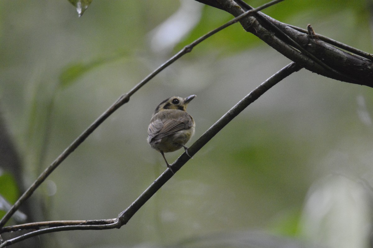 カンムリヒラハシタイランチョウ - ML646445708
