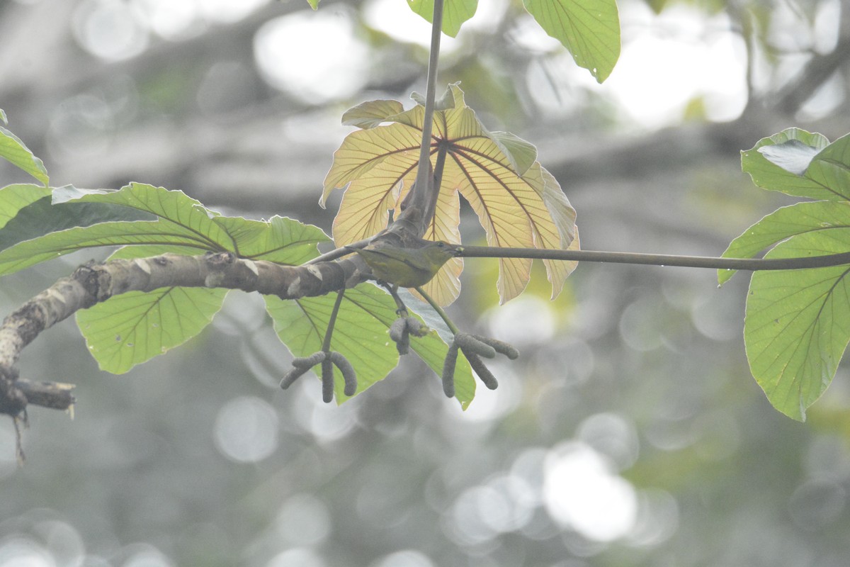 ホシスミレフウキンチョウ - ML646445709
