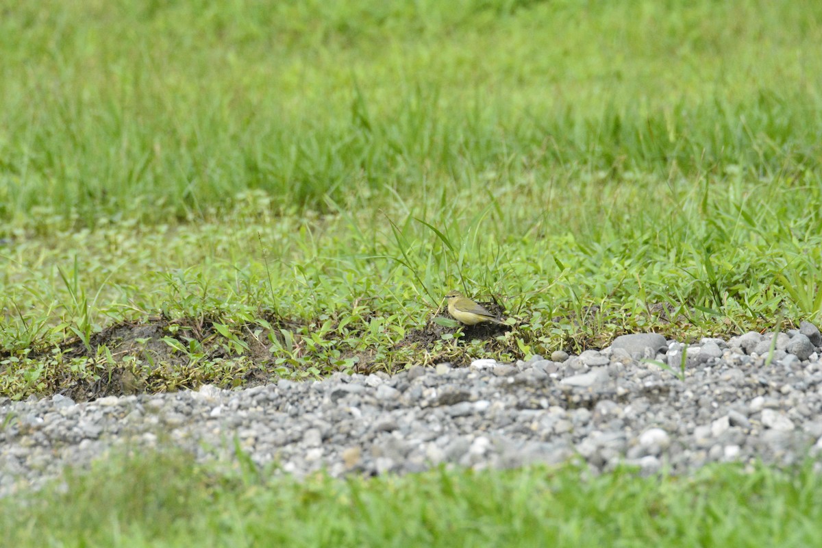 マミジロアメリカムシクイ - ML646445710