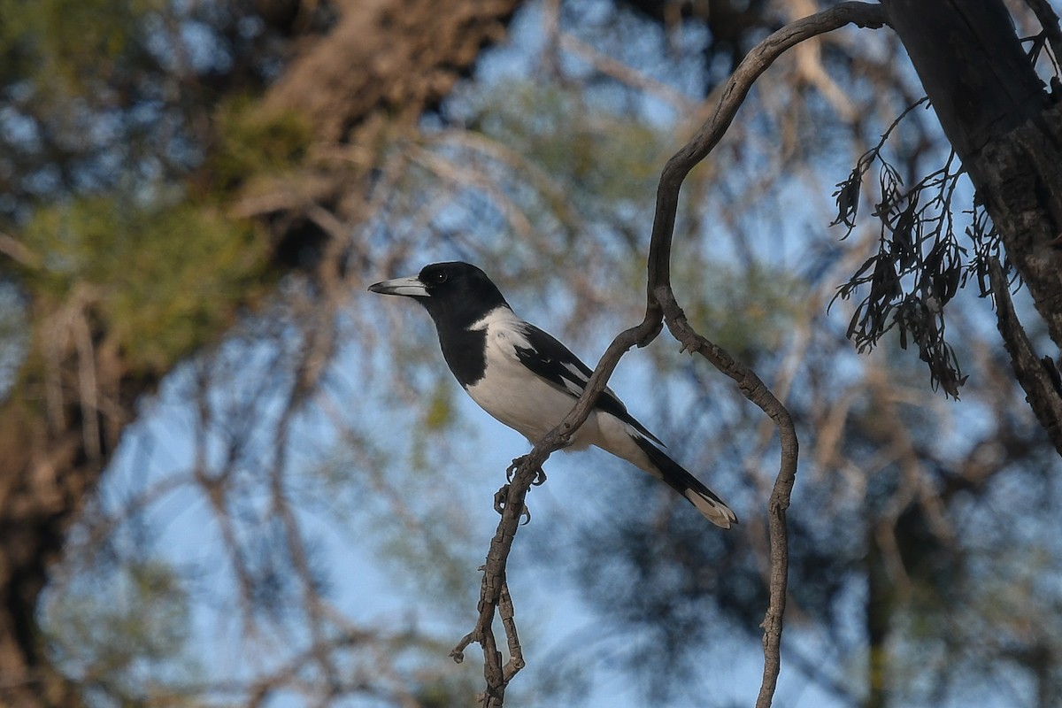 ノドグロモズガラス - ML646445713