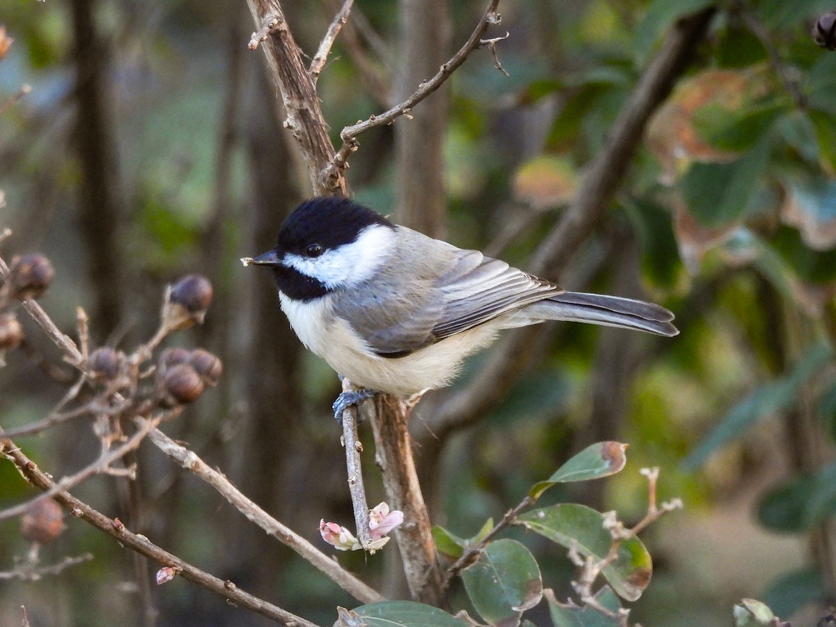 カロライナコガラ - ML646445714