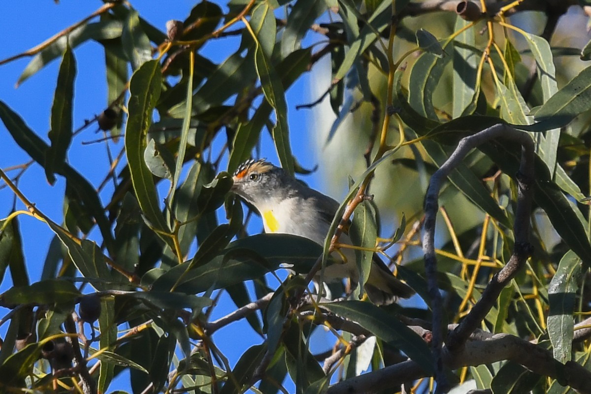 アカマユホウセキドリ - ML646445717