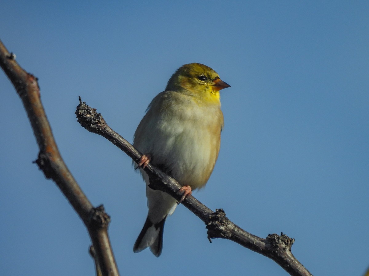 オウゴンヒワ - ML646445718