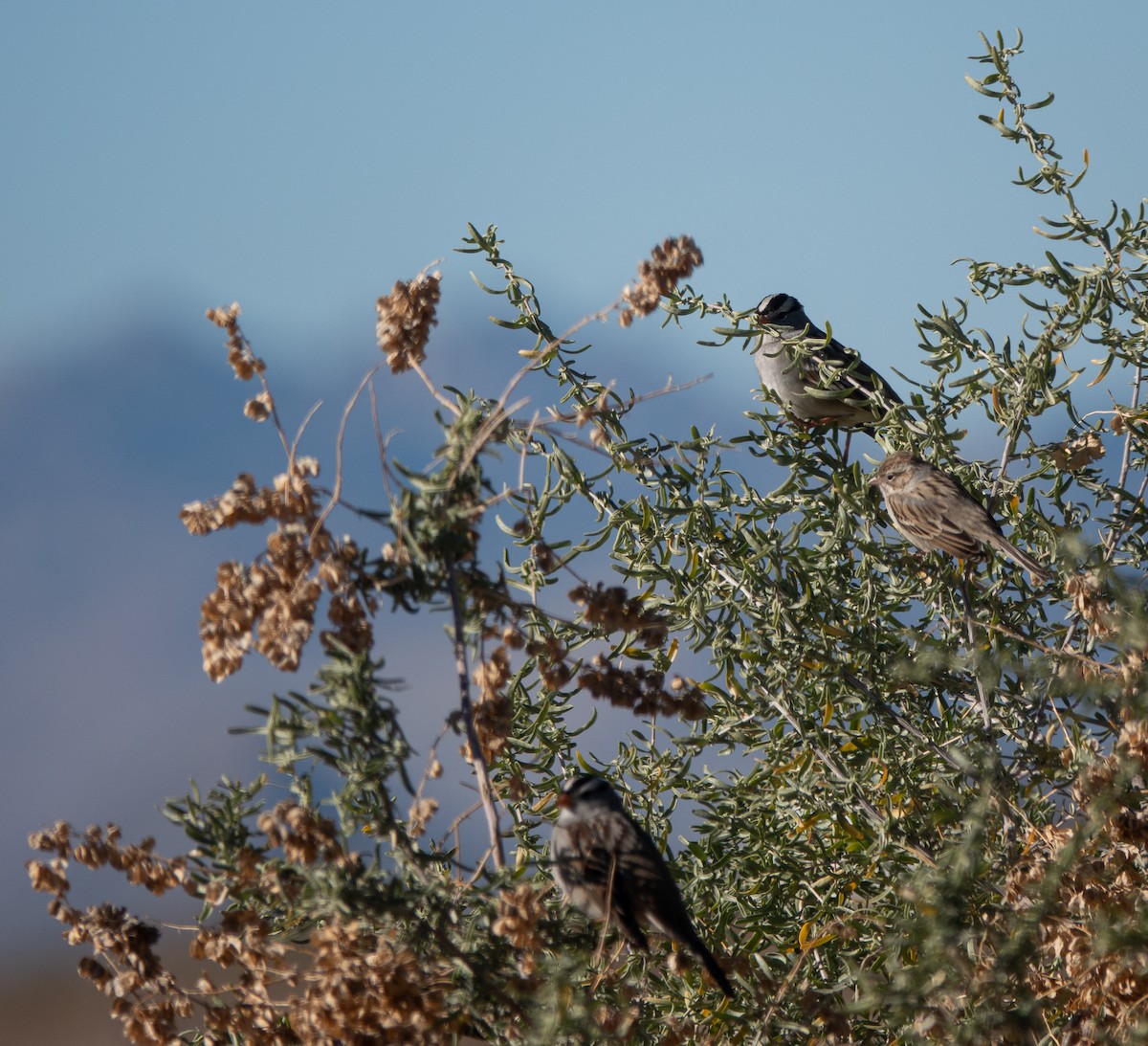 Brewer's Sparrow - ML646445719