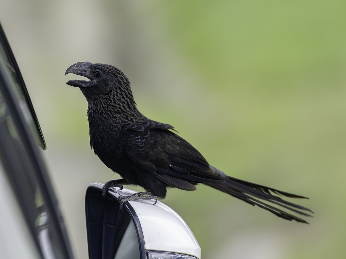 Smooth-billed Ani - ML646445720