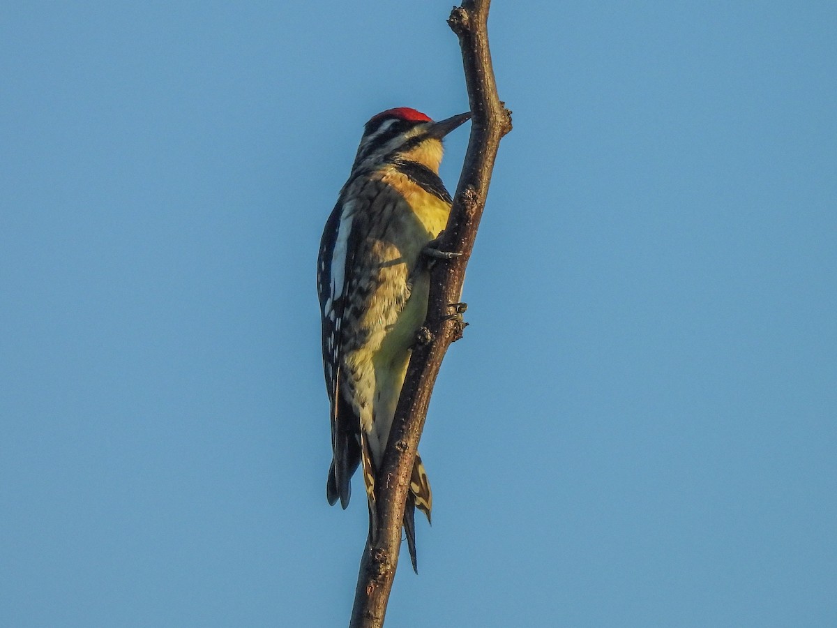 シルスイキツツキ - ML646445721