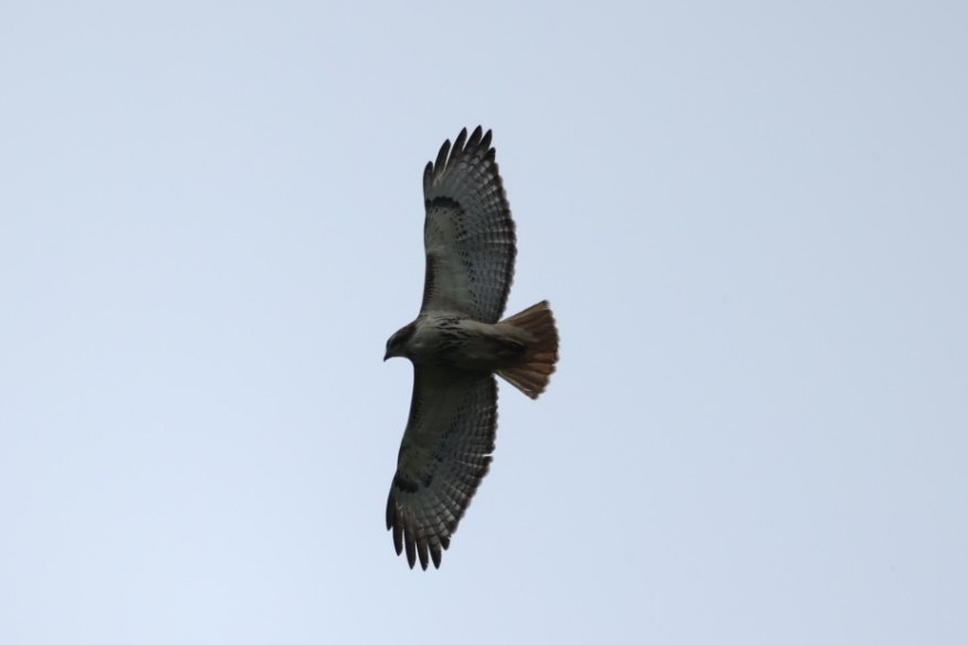 Red-tailed Hawk - ML646445723