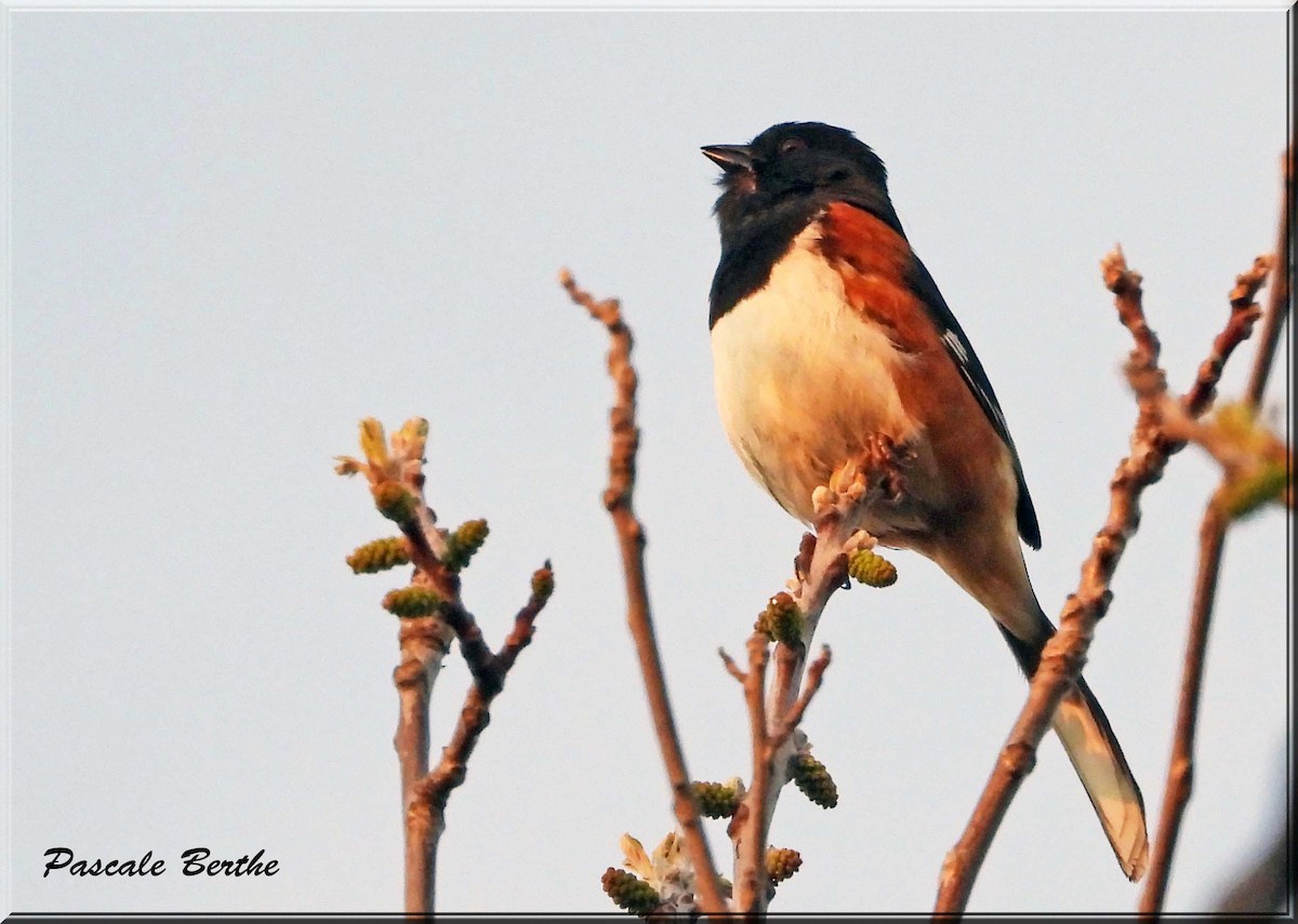 Toquí Flanquirrufo - ML646445724