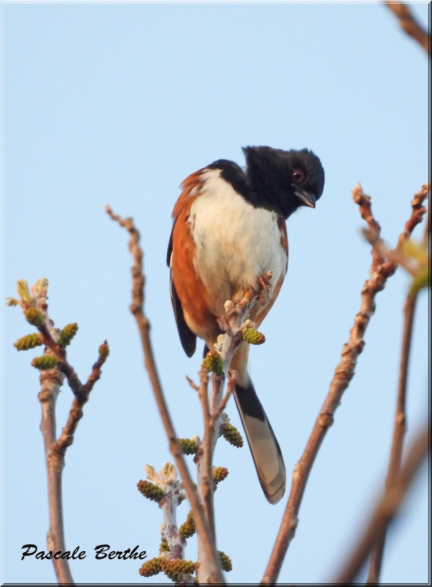 Toquí Flanquirrufo - ML646445725