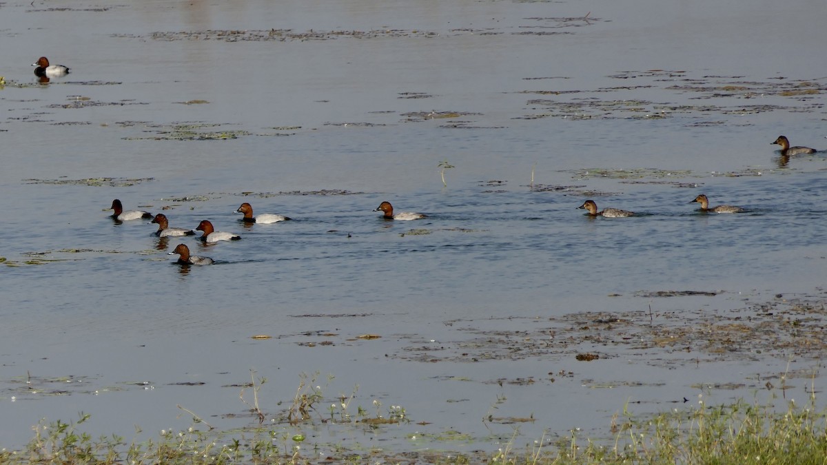 polák velký - ML646445726