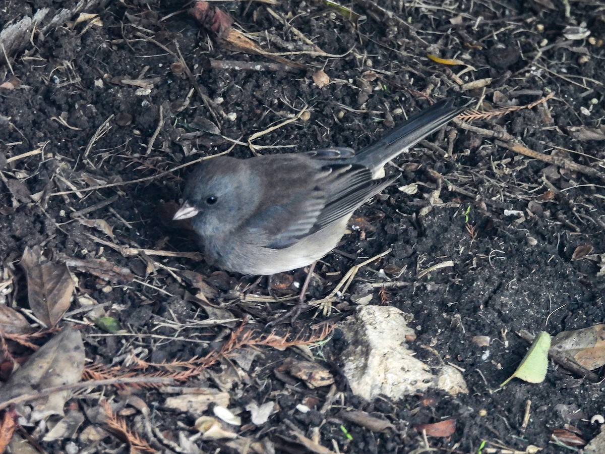 Dark-eyed Junco (Slate-colored/cismontanus) - ML646445727