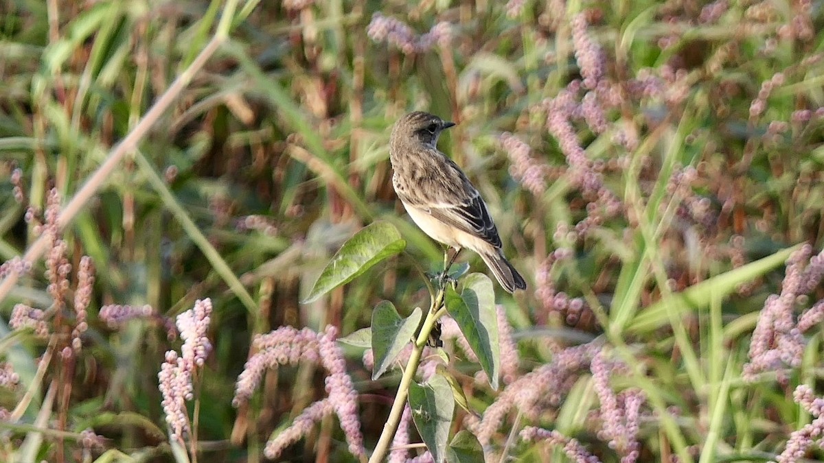 bramborníček sibiřský - ML646445728