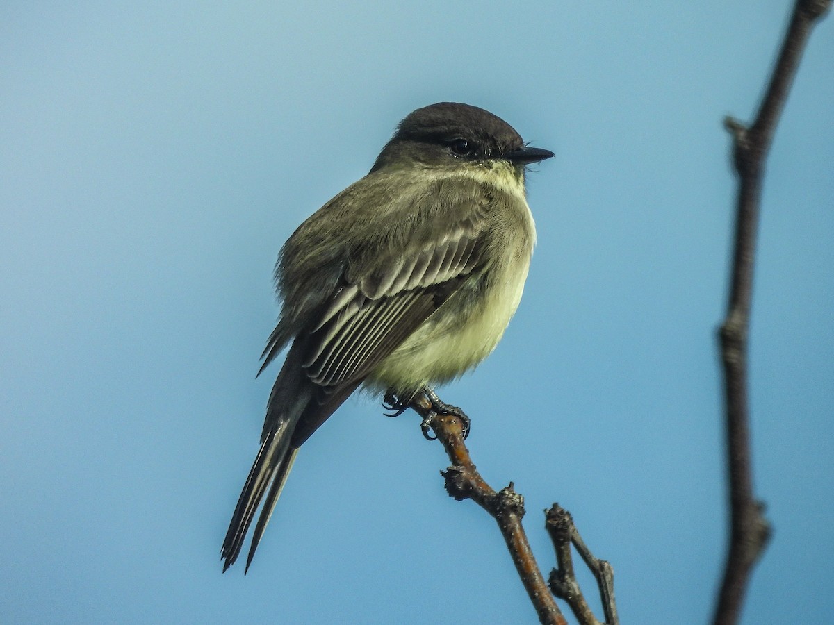 Eastern Phoebe - ML646445734