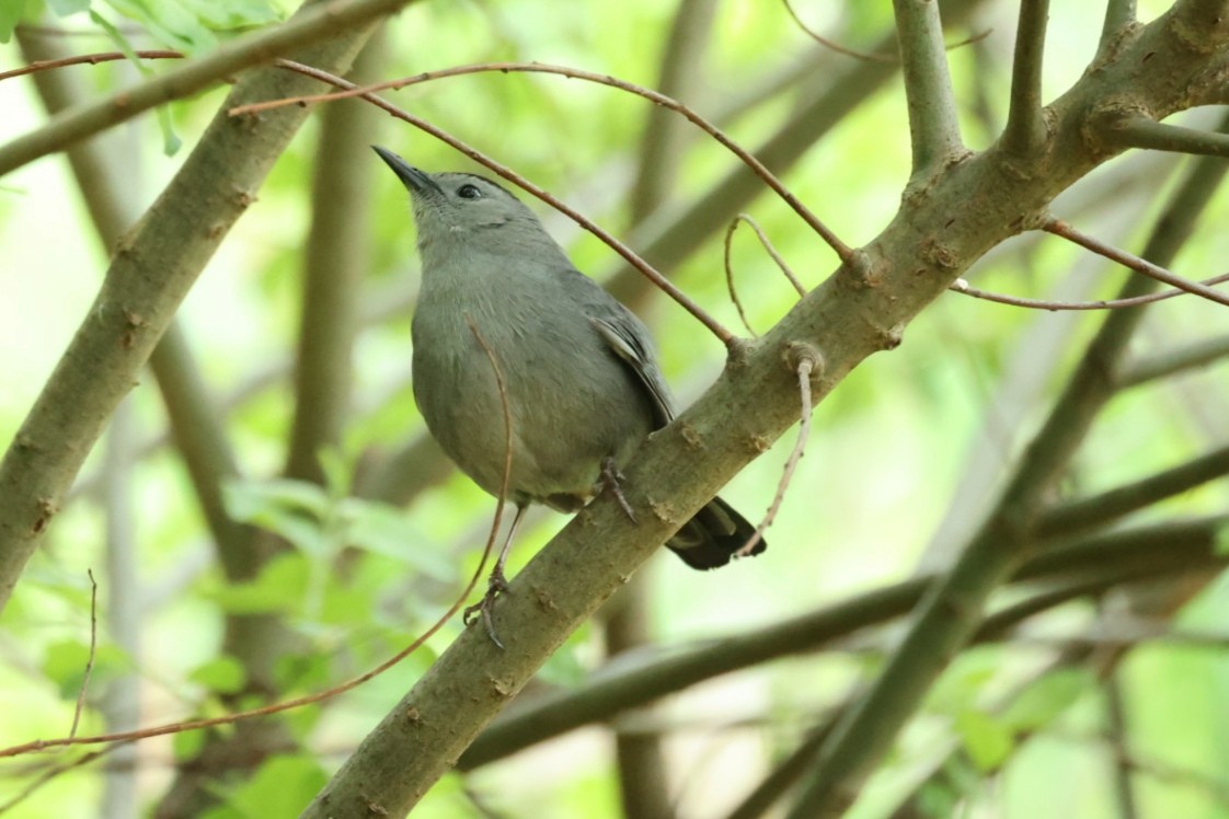 Gray Catbird - ML646445735