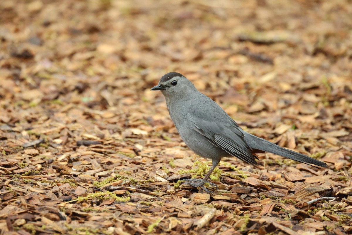 Gray Catbird - ML646445736