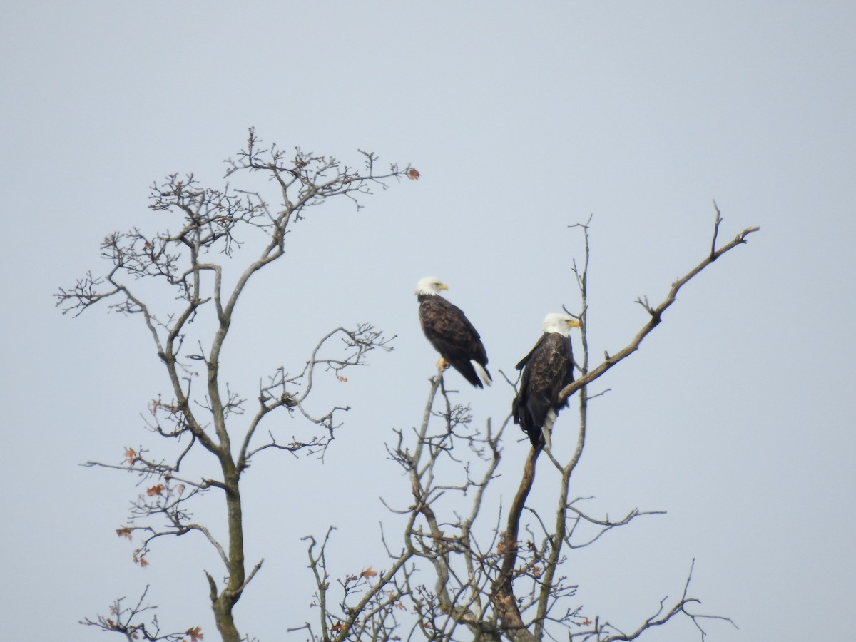 orel bělohlavý - ML646445743